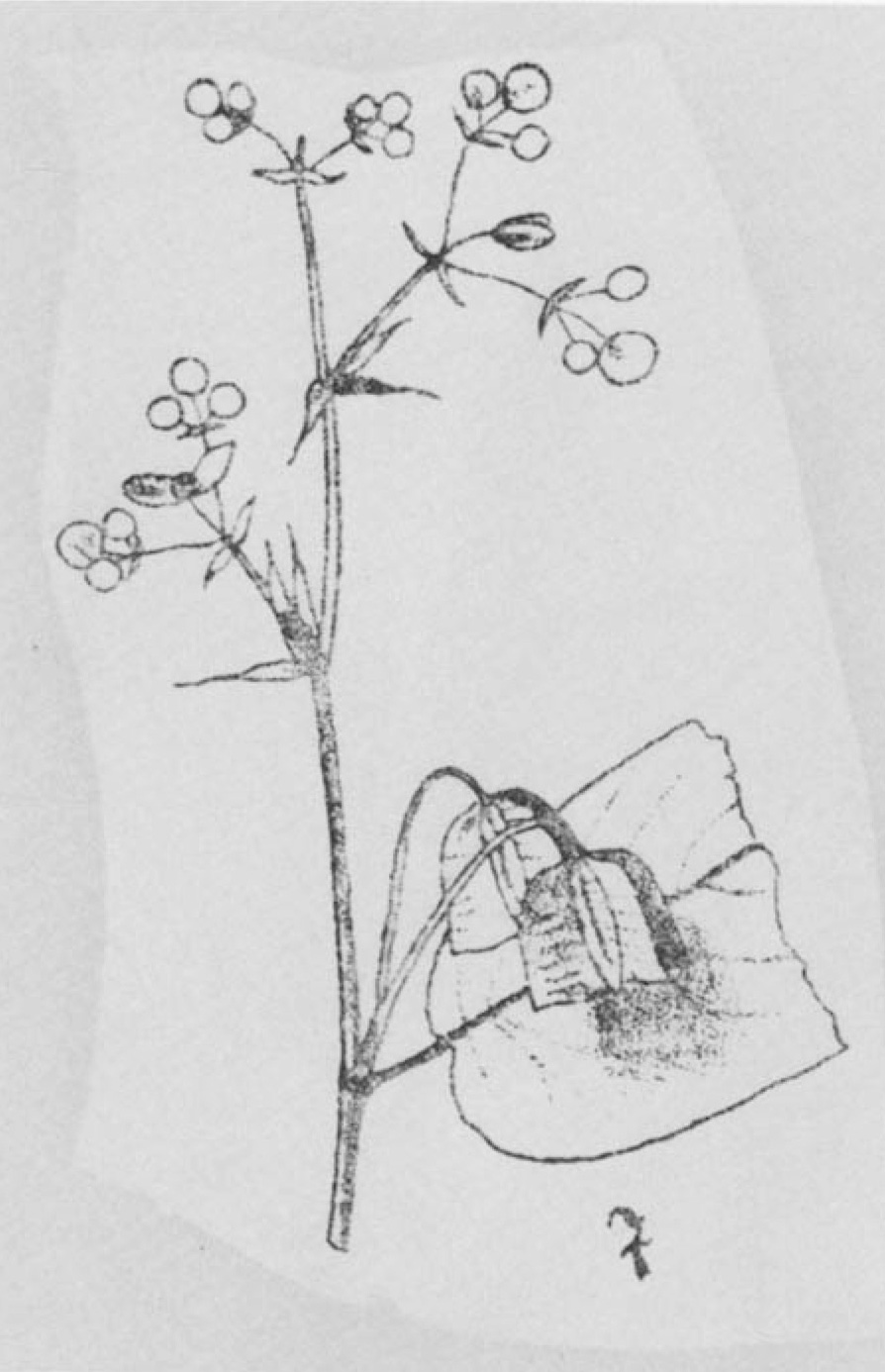 B. gilgiana